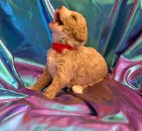 SMART CHAMP, a male Miniature Goldendoodle for sale in Saint Marys, KS – 3 of 9