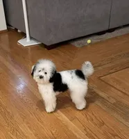 Aladdin, a male Havapoo for sale in Yakima, WA – 8 of 8