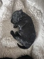 Aladdin, a male Havapoo for sale in Yakima, WA – 5 of 8