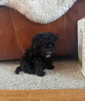 Aladdin, a male Havapoo for sale in Yakima, WA – 4 of 8