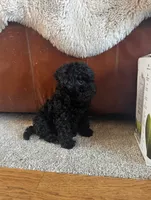 Aladdin, a male Havapoo for sale in Yakima, WA – 3 of 8