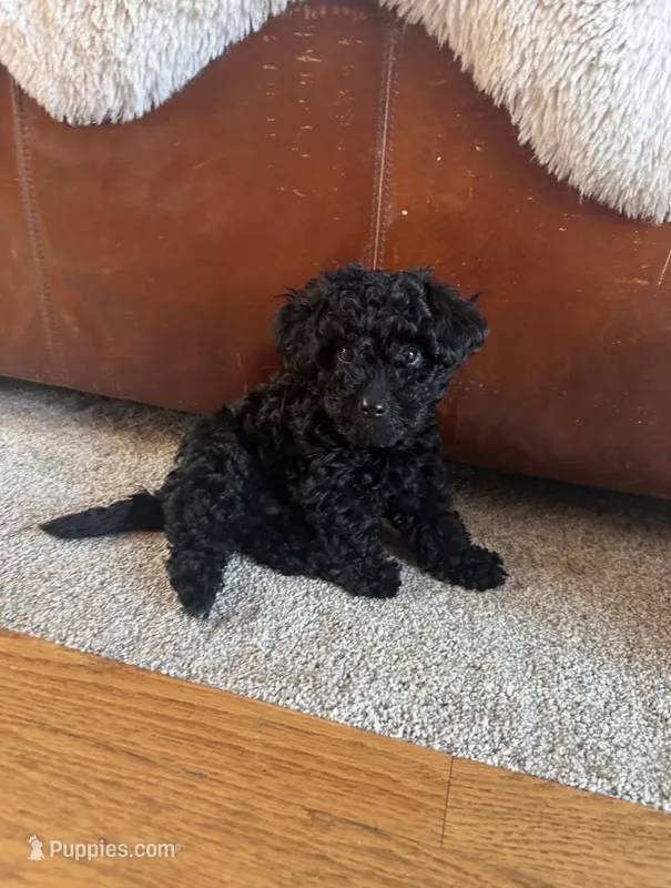 Aladdin – Havapoo puppy for sale in Yakima, WA