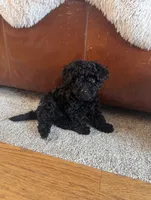 Aladdin, a male Havapoo for sale in Yakima, WA – 1 of 8