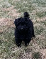 Aladdin, a male Havapoo for sale in Yakima, WA – 2 of 8