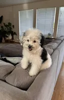 AKC Koa, a male Poodle - Toy  for sale in Yakima, WA – Photo 4 of 8