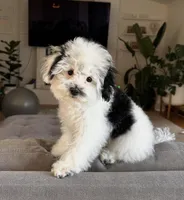 AKC Koa, a male Poodle - Toy  for sale in Yakima, WA – Photo 3 of 8