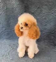 AKC Koa, a male Poodle - Toy  for sale in Yakima, WA – Photo 5 of 8