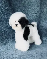AKC Koa, a male Poodle - Toy  for sale in Yakima, WA – Photo 6 of 8