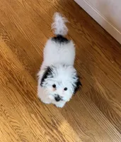 AKC Koa, a male Poodle - Toy  for sale in Yakima, WA – Photo 7 of 8