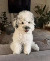 AKC Koa, a male Poodle - Toy  for sale in Yakima, WA – Photo 1 of 8