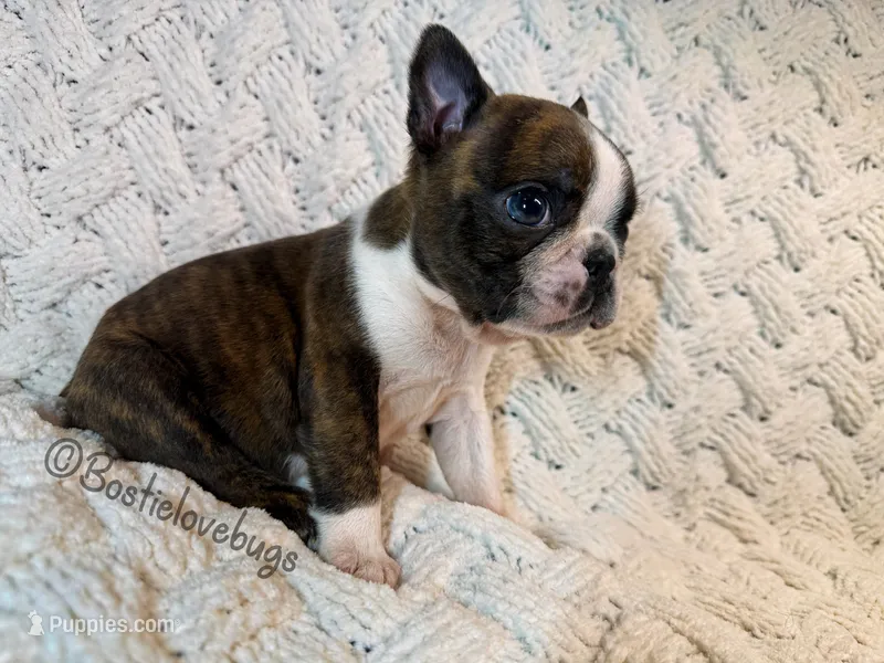 AKC Oakley – Boston Terrier puppy for sale in Odenville, AL