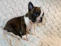 AKC Oakley, a male Boston Terrier for sale in Odenville, AL – 2 of 4