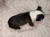 AKC Hemlock, a male Boston Terrier for sale in Odenville, AL – 4 of 4