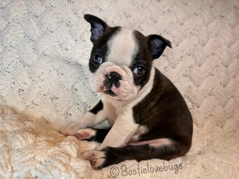 AKC Hemlock – Boston Terrier puppy for sale in Odenville, AL