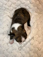 AKC Oakley, a male Boston Terrier for sale in Odenville, AL – 4 of 4