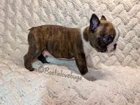AKC Oakley, a male Boston Terrier for sale in Odenville, AL – 3 of 4