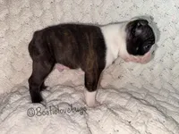 AKC Hemlock, a male Boston Terrier for sale in Odenville, AL – 3 of 4