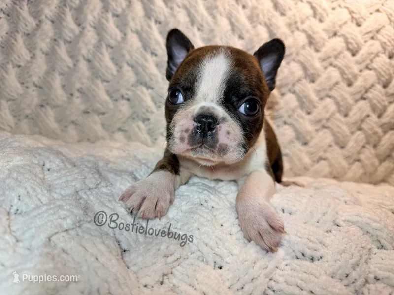 AKC Oakley – Boston Terrier puppy for sale in Odenville, AL