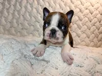 AKC Oakley, a male Boston Terrier for sale in Odenville, AL – 1 of 4