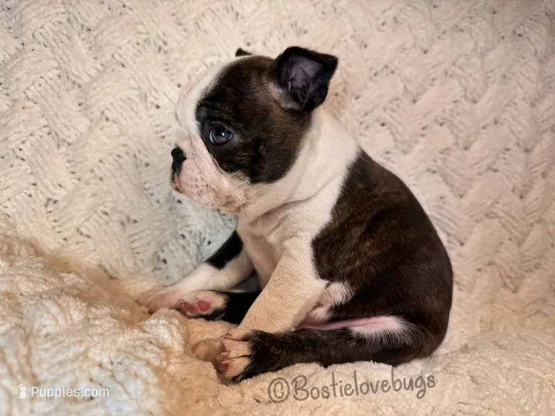 AKC Hemlock – Boston Terrier puppy for sale in Odenville, AL
