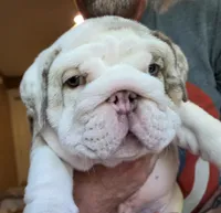 Milo, a male English Bulldog for sale in Skowhegan, ME – 6 of 6