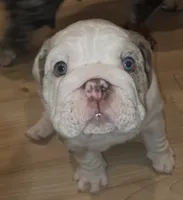 Milo, a male English Bulldog for sale in Skowhegan, ME – 5 of 6