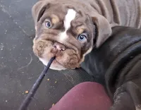 processed/64fa3a0f-b5ef-4107-91d0-d282dfca3a4e/listing/88278c27-aeda-4589-b0ab-26de25c3a560/9fb40bec-4bfc-4648-bac9-70e12b186fa7