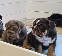 processed/64fa3a0f-b5ef-4107-91d0-d282dfca3a4e/listing/88278c27-aeda-4589-b0ab-26de25c3a560/c77b6310-ce33-4088-8edf-961e9ccc2031