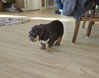 processed/64fa3a0f-b5ef-4107-91d0-d282dfca3a4e/listing/88278c27-aeda-4589-b0ab-26de25c3a560/ea5e9640-ca0a-439c-8a7f-0942c246aae6