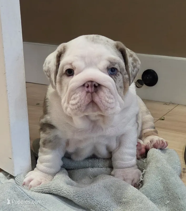 Milo – English Bulldog puppy for sale in Skowhegan, ME