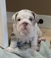 Milo, a male English Bulldog for sale in Skowhegan, ME – 1 of 6