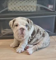 Milo, a male English Bulldog for sale in Skowhegan, ME – 4 of 6