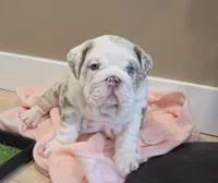 Milo, a male English Bulldog for sale in Skowhegan, ME – 2 of 6
