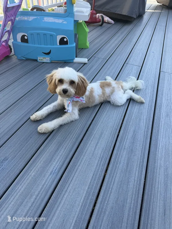 Elsie  – Cavapoo puppy for sale in Fresh Meadows, NY