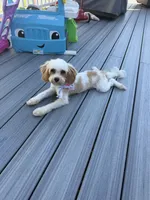 Elsie , a female Cavapoo for sale in Fresh Meadows, NY – 1 of 3