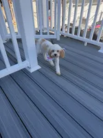 Elsie , a female Cavapoo for sale in Fresh Meadows, NY – 2 of 3