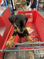 Odin, a male Doberman Pinscher for sale in Jacksonville, NC – 2 of 5