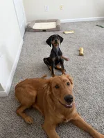 Odin, a male Doberman Pinscher for sale in Jacksonville, NC – 4 of 5