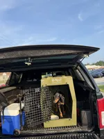 Odin, a male Doberman Pinscher for sale in Jacksonville, NC – 1 of 5