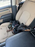 Odin, a male Doberman Pinscher for sale in Jacksonville, NC – 5 of 5