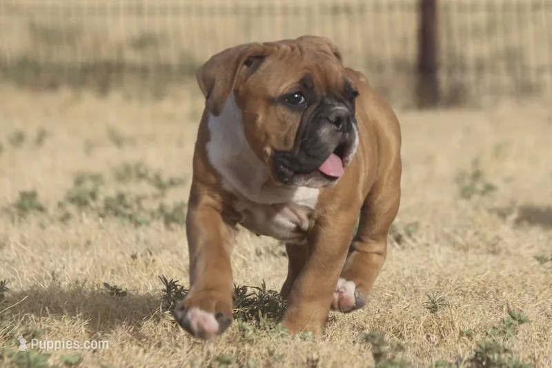 Bugatti – Olde English Bulldogge puppy for sale in Amarillo, TX