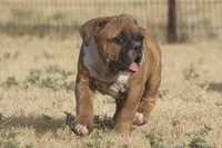 Bugatti, a female Olde English Bulldogge for sale in Amarillo, TX – 1 of 9