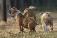 Bugatti, a female Olde English Bulldogge for sale in Amarillo, TX – 6 of 9