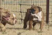 Bugatti, a female Olde English Bulldogge for sale in Amarillo, TX – 5 of 9