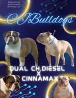 Bugatti, a female Olde English Bulldogge for sale in Amarillo, TX – 4 of 5
