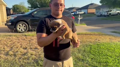 Bugatti, a female Olde English Bulldogge for sale in Amarillo, TX – 5 of 5