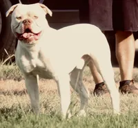 Yeti, a male American Bulldog for sale in Amarillo, TX – 3 of 3
