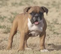 Bugatti, a female Olde English Bulldogge for sale in Amarillo, TX – 2 of 9