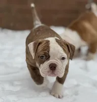 Yams, a female Olde English Bulldogge for sale in Amarillo, TX – Photo 2 of 4