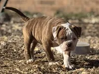 Yams, a female Olde English Bulldogge for sale in Amarillo, TX – Photo 1 of 4